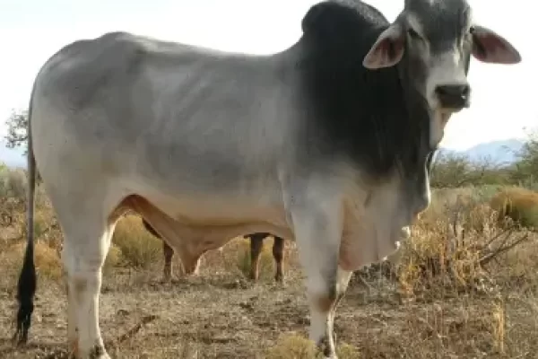 Ol' Blue